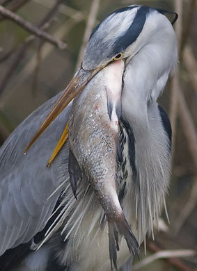 Blauwereiger_brasem291207M